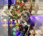 Small Photo #42 French Bulldog Puppy For Sale in BUSHKILL, PA, USA