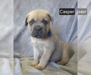 Cane Corso Puppy for sale in MINERAL WELLS, WV, USA