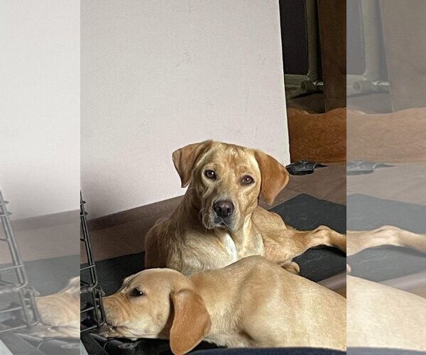 Medium Photo #3 Labrador Retriever-Unknown Mix Puppy For Sale in Holly Springs, NC, USA