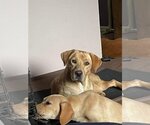 Small #2 Labrador Retriever Mix