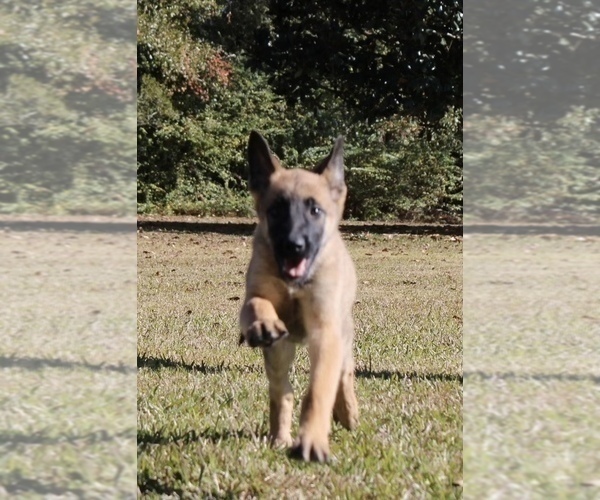 Medium Photo #3 German Shepherd Dog Puppy For Sale in NEW ORLEANS, LA, USA