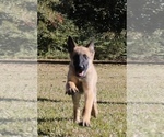 Small Photo #3 German Shepherd Dog Puppy For Sale in NEW ORLEANS, LA, USA
