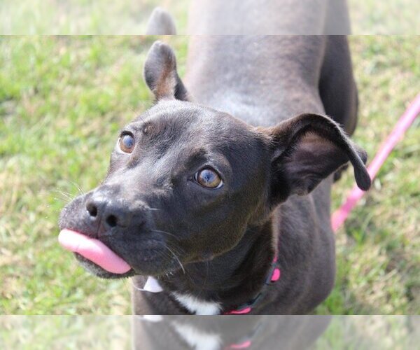 Medium Photo #1 Mutt Puppy For Sale in Columbus, IN, USA