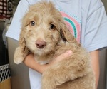 Small Photo #3 Labradoodle-Poodle (Standard) Mix Puppy For Sale in LEXINGTON, SC, USA