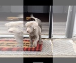 Small Photo #9 Labrador Retriever Puppy For Sale in SHELBY, NC, USA
