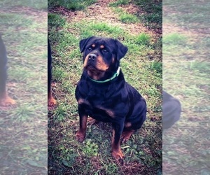 Mother of the Rottweiler puppies born on 04/16/2026