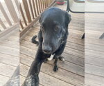 Small #1 Labrador Retriever Mix