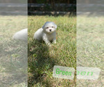 Small Photo #4 Bichon Frise Puppy For Sale in ELDERWOOD, CA, USA