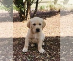 Small Photo #6 Labrador Retriever Puppy For Sale in SAFFORD, AZ, USA