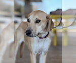 Small #1 Labrador Retriever Mix