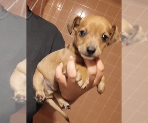 Chiweenie Puppy for sale in SAN DIEGO, CA, USA