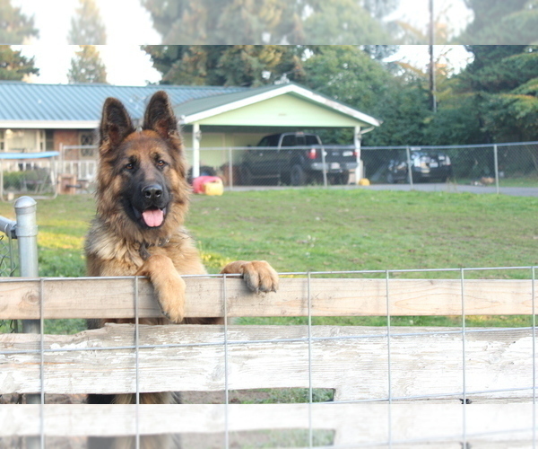 Medium Photo #9 German Shepherd Dog Puppy For Sale in KENT, WA, USA