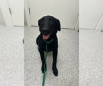 Small #1 Mutt