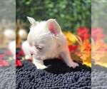 Polar Bear - Male French Bulldog Puppy for Sale - Photo #2