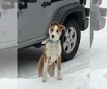 Small #26 Australian Shepherd Mix