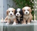 Small #1 Bernese Mountain Dog-Cavalier King Charles Spaniel Mix
