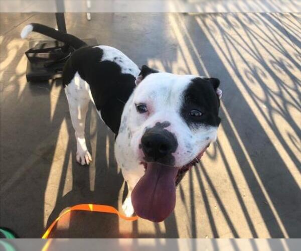 Medium Photo #3 Mutt Puppy For Sale in Las Vegas, NV, USA