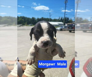 Morgawr - Male Mutt Dog for Adoption - Photo #2