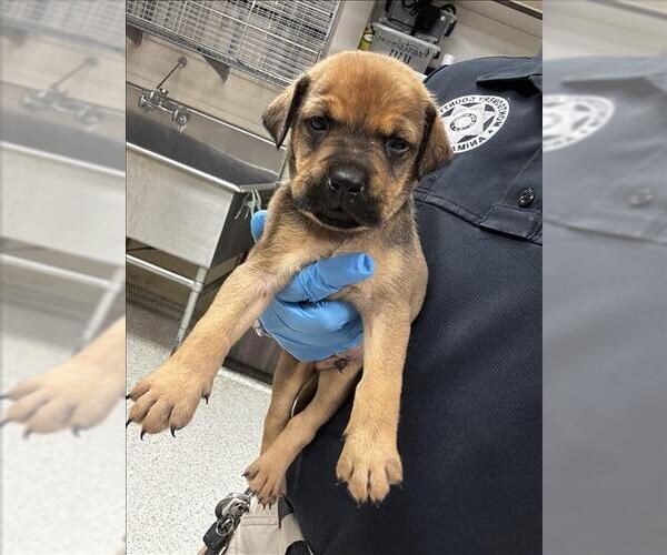 Medium Photo #1 Mutt Puppy For Sale in Conroe, TX, USA
