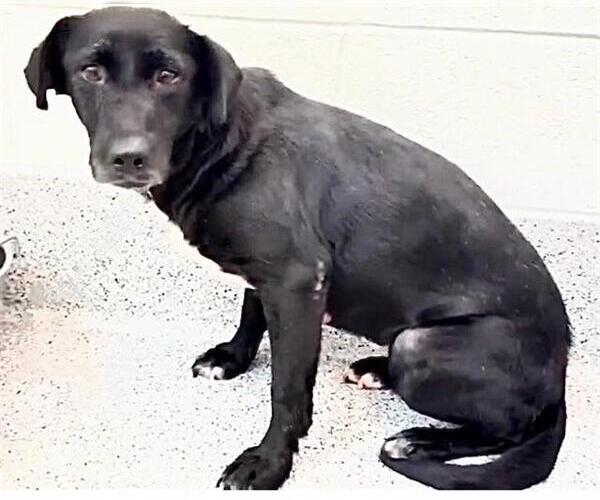 Medium Photo #2 Labrador Retriever-Unknown Mix Puppy For Sale in Houston, TX, USA