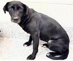 Small #1 Labrador Retriever Mix