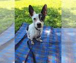Small #2 Chihuahua Mix