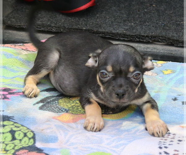 Medium Photo #3 Chug Puppy For Sale in Bandera, TX, USA