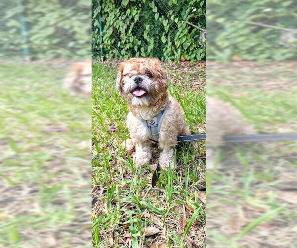 Medium Photo #15 Shih Tzu Puppy For Sale in Weston, FL, USA