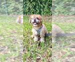 Small #14 Shih Tzu