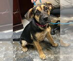 Small German Shepherd Dog Mix