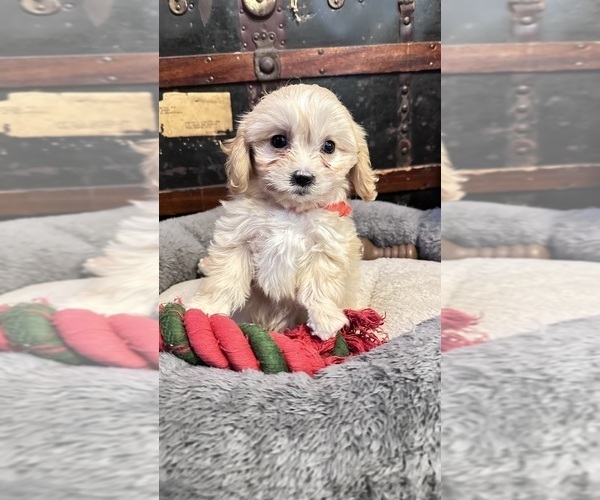 Medium Photo #1 Cavachon Puppy For Sale in GILBERTSVILLE, PA, USA