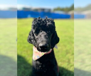 Poodle (Standard) Dogs for adoption in Pacolet, SC, USA