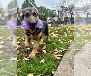 German Shepherd Dog Dogs for adoption in West Sacramento, CA, USA