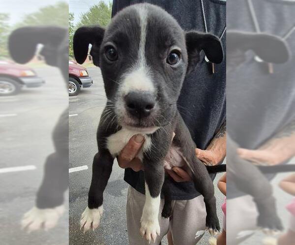 Medium Photo #1 Mutt Puppy For Sale in San Antonio, TX, USA