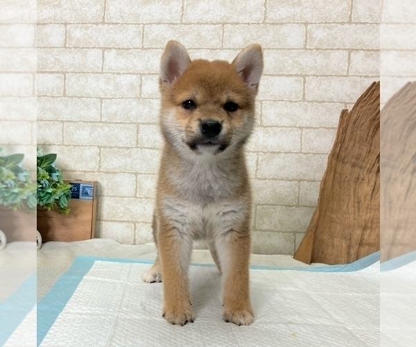 Medium Photo #5 Shiba Inu Puppy For Sale in MIAMI, FL, USA