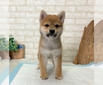 Small Photo #5 Shiba Inu Puppy For Sale in MIAMI, FL, USA