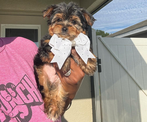 Yorkshire Terrier Puppy for sale in MIAMI, FL, USA