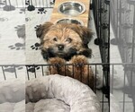 Small Photo #1 Shorkie Tzu Puppy For Sale in COLORADO SPRINGS, CO, USA