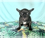 Puppy Teal French Bulldog