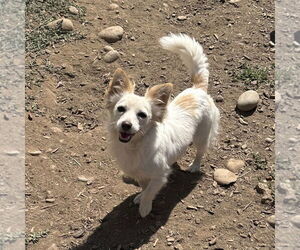 Papillon-Unknown Mix Dogs for adoption in Chico, CA, USA