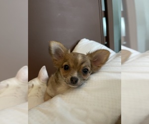 Chihuahua Puppy for sale in COLUMBIA, SC, USA
