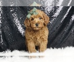 Puppy Shorty AKC Poodle (Miniature)