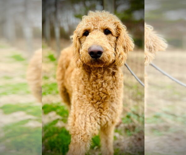 Medium Photo #1 Poodle (Standard)-Unknown Mix Puppy For Sale in Pacolet, SC, USA