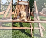 Puppy Energetic Green Golden Retriever