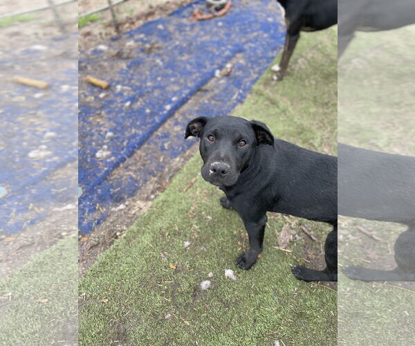 Medium Photo #3 Labrador Retriever-Unknown Mix Puppy For Sale in Tracy City, TN, USA