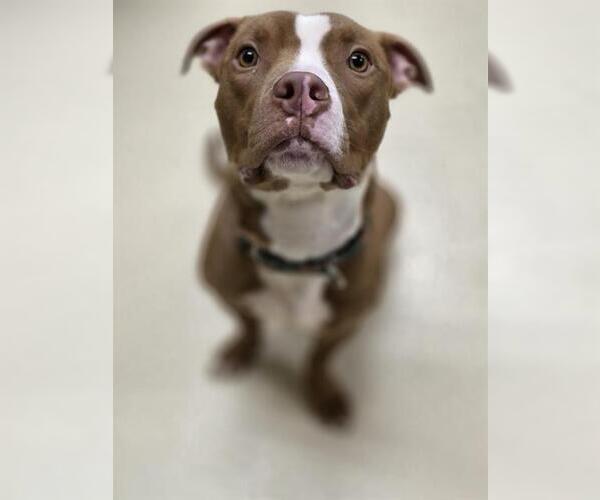 Medium Photo #1 American Pit Bull Terrier Puppy For Sale in Center Township, PA, USA