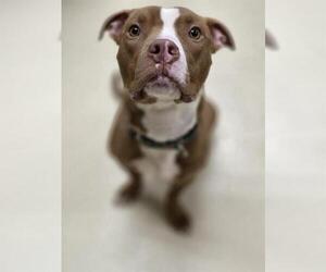 American Pit Bull Terrier Dogs for adoption in Center Township, PA, USA