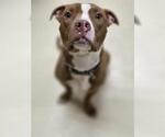 Small American Pit Bull Terrier