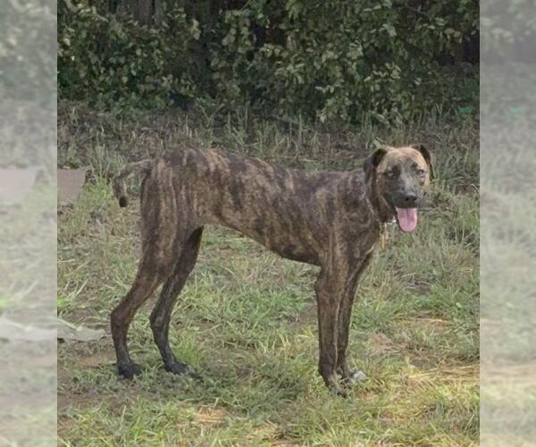 Medium Photo #1 Boxer-German Shepherd Dog Mix Puppy For Sale in San Antonio, TX, USA