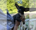 Small #18 French Bullhuahua